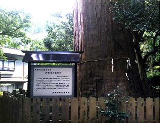 円覚寺の灯台杉