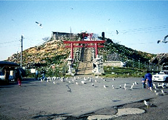 鮫湊のあった蕪島付近はウミネコの繁殖地