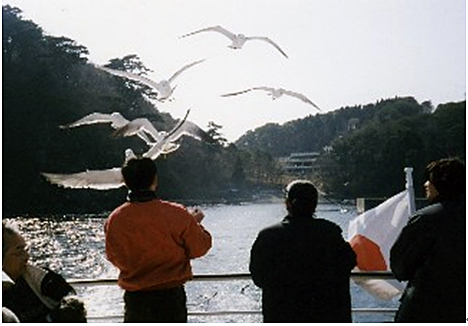 遊覧船からのウミネコの餌付