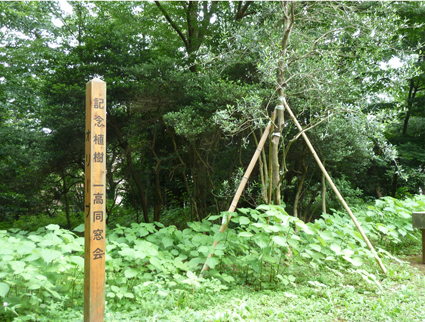 一高同窓会の記念植樹