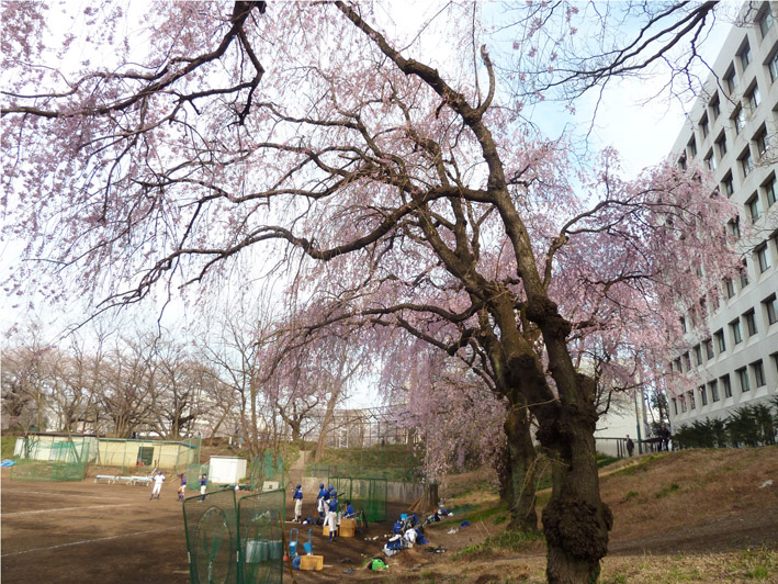 2014年3月の例会後のお花見散歩4